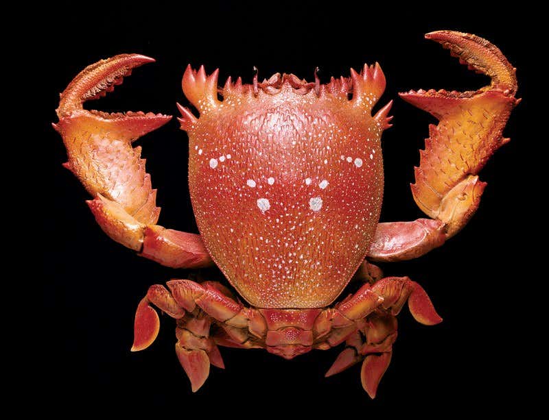 New Scientist. Science news and long reads from expert journalists, covering developments in science, technology, health and the environment on the website and the magazine.