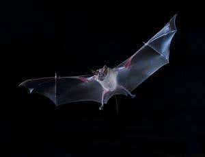 Bats eavesdrop on feasting neighbours to find food