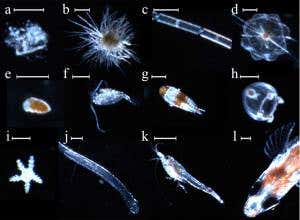 Ghostly forms tell how typhoons touch ocean life