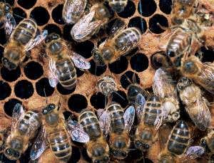 Uber-tidy bees defend their hives from disease