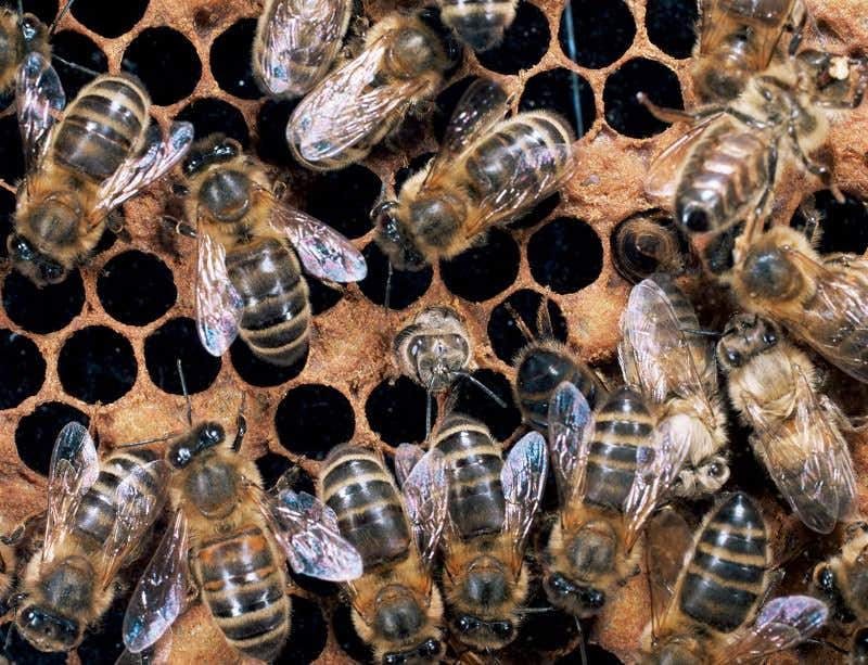 New Scientist. Science news and long reads from expert journalists, covering developments in science, technology, health and the environment on the website and the magazine.