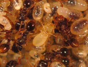 Aphids suck the blood of their ant masters' young