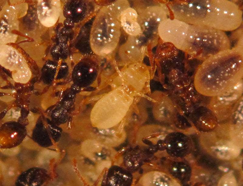 New Scientist. Science news and long reads from expert journalists, covering developments in science, technology, health and the environment on the website and the magazine.