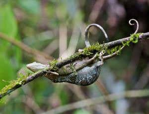 Lizard penises evolve super-fast