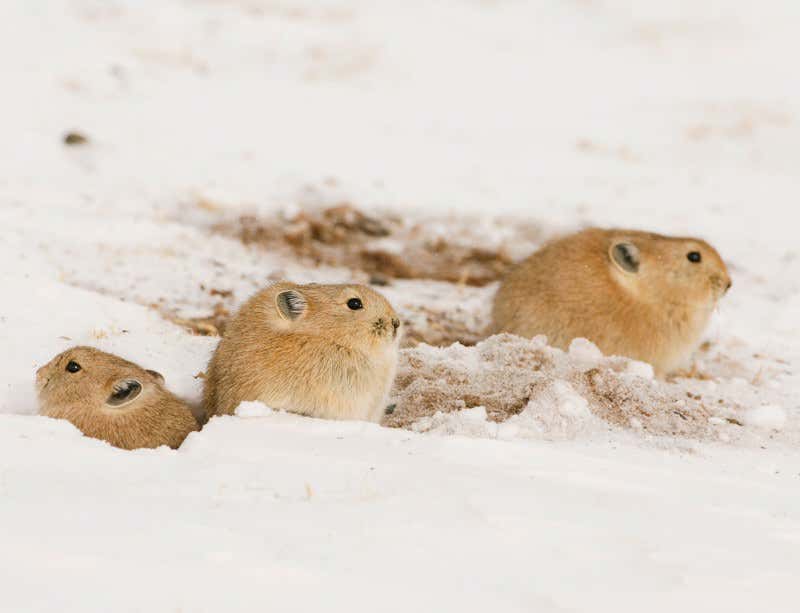 New Scientist. Science news and long reads from expert journalists, covering developments in science, technology, health and the environment on the website and the magazine.