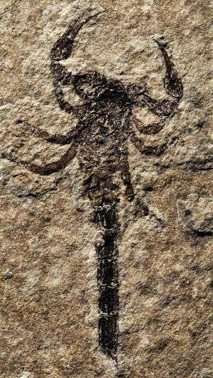 Ancient sea scorpion shows off its land legs