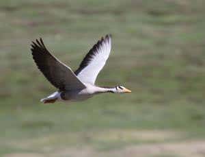 Geese use the Himalayas like a massive rollercoaster