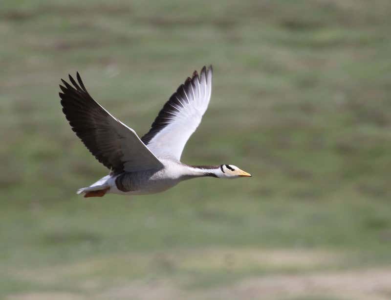 New Scientist. Science news and long reads from expert journalists, covering developments in science, technology, health and the environment on the website and the magazine.