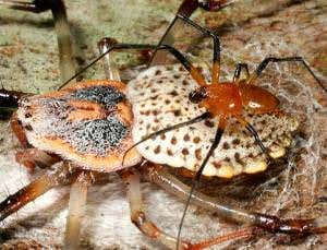 Zoologger: Spider has sex, then chews off own genitals