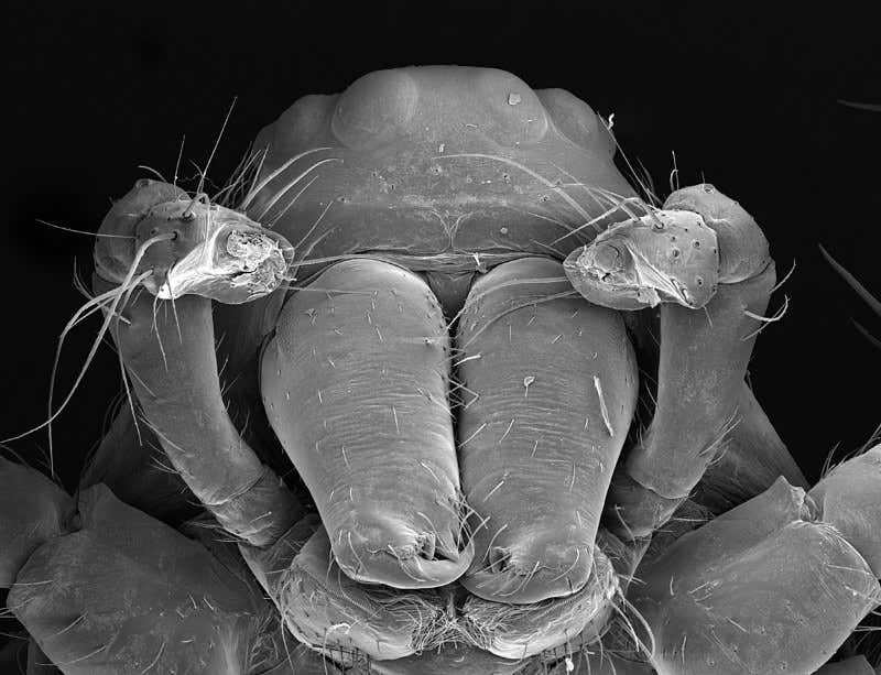 A close-up of the male – the whitish areas to the left and right are where the the sperm- transferring organs, or palps, used to be