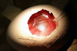 See chicken develop on drugs through a cracked eggshell