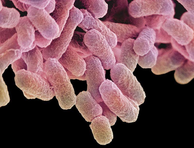 New Scientist. Science news and long reads from expert journalists, covering developments in science, technology, health and the environment on the website and the magazine.