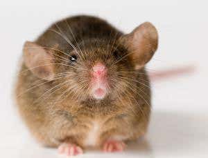 Mice evolve better, not bigger, balls in sperm race