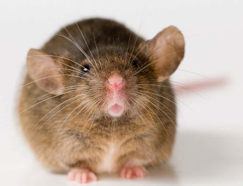 New Scientist. Science news and long reads from expert journalists, covering developments in science, technology, health and the environment on the website and the magazine.