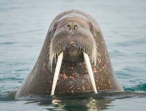 Tape of life may not always be random