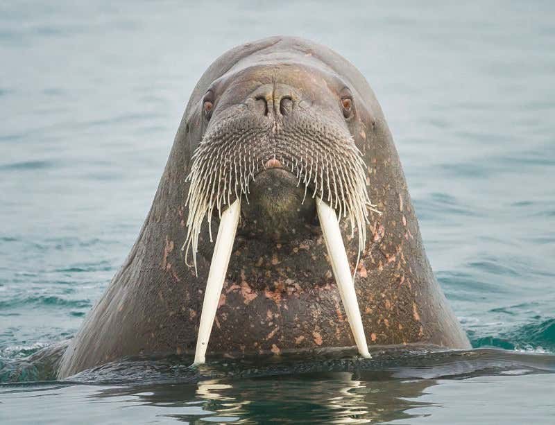 New Scientist. Science news and long reads from expert journalists, covering developments in science, technology, health and the environment on the website and the magazine.