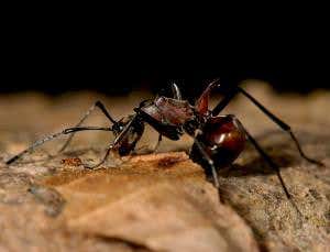 Mismatched ants show size doesn't matter to friends