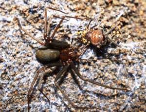 Zoologger: Judo spider finds armoured foe's Achilles heel