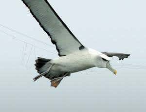 Wind riders: Amazing albatross flight inspires drones