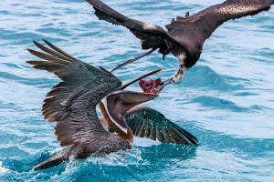Swooping frigatebird swipes fish from pelican's mouth