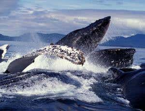 Whaleworld: Looking for cetacean culture