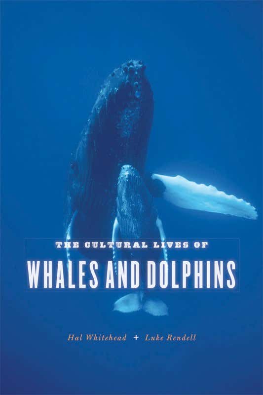 Whaleworld: Looking for cetacean culture