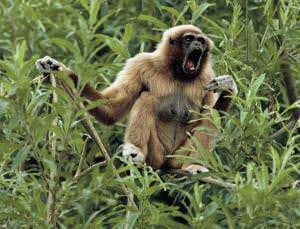 Talking gibbonish: Deciphering the banter of the apes