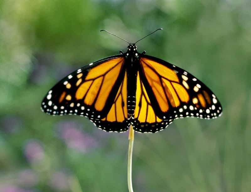 New Scientist. Science news and long reads from expert journalists, covering developments in science, technology, health and the environment on the website and the magazine.