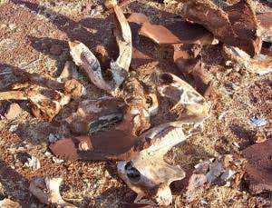 How conservation drives villagers to kill animals