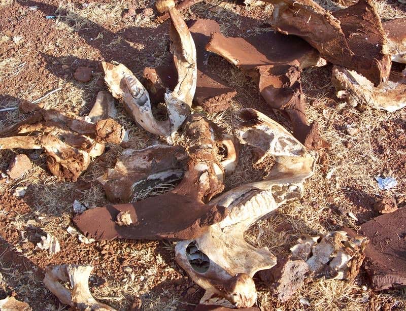 Elephant remains at the scene of the killing 