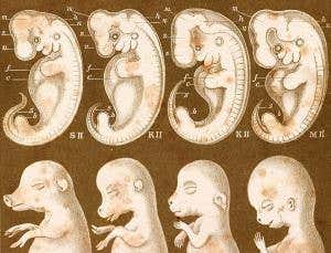 How fudged embryo illustrations led to drawn-out lies