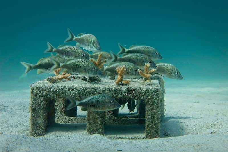 New Scientist. Science news and long reads from expert journalists, covering developments in science, technology, health and the environment on the website and the magazine.