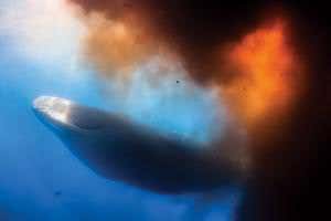Sperm whale's emergency evacuation... of its bowels