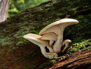 Mushroom kills with cookie cutter trick