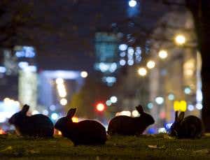 Urban rabbits downsize to smaller, 'studio' warrens
