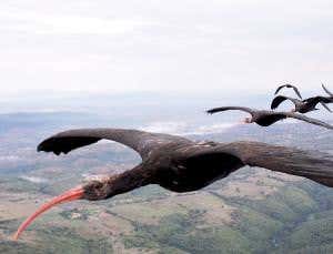 Formation-flying birds swap places to share out lift