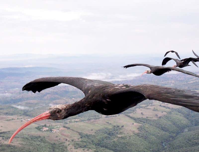 New Scientist. Science news and long reads from expert journalists, covering developments in science, technology, health and the environment on the website and the magazine.