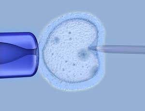 Mitochondrial replacement vote: What you need to know