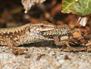 The island paradise overrun by giant cannibals