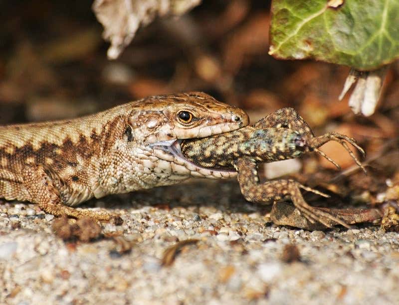 New Scientist. Science news and long reads from expert journalists, covering developments in science, technology, health and the environment on the website and the magazine.