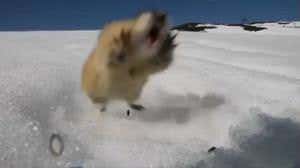 Ferocious lemming roars at predators to scare them off