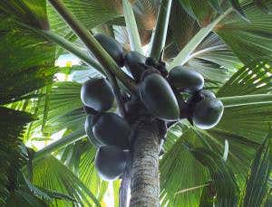 The secret of the world's largest seed revealed