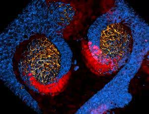 Watch a kidney branch out like a tree as it forms