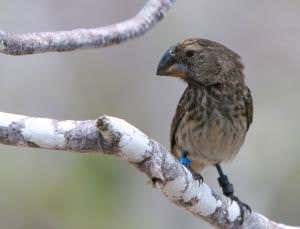 Genome reveals three more species of Darwin's finches