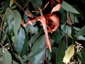 Zoologger: Insect females hell-bent on wiping out males