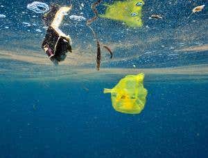 Oceans swallowed 13 million tonnes of plastic in 2010