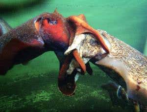 Cuttlefish sex looks like twisted underwater embrace