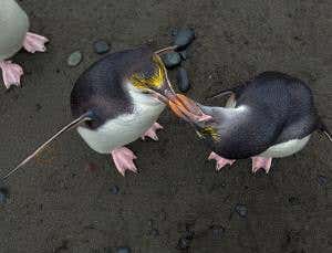 Penguins' sense of taste hobbled by their icy habitat