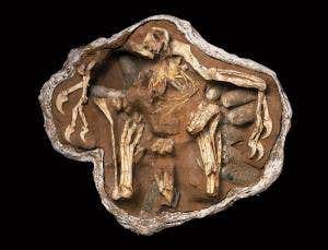 Stunning fossils: Big Mama brooding