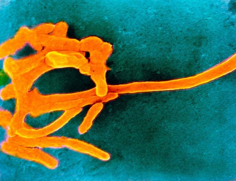 New Scientist. Science news and long reads from expert journalists, covering developments in science, technology, health and the environment on the website and the magazine.